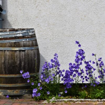 Blue Flowers in front of a cement wall