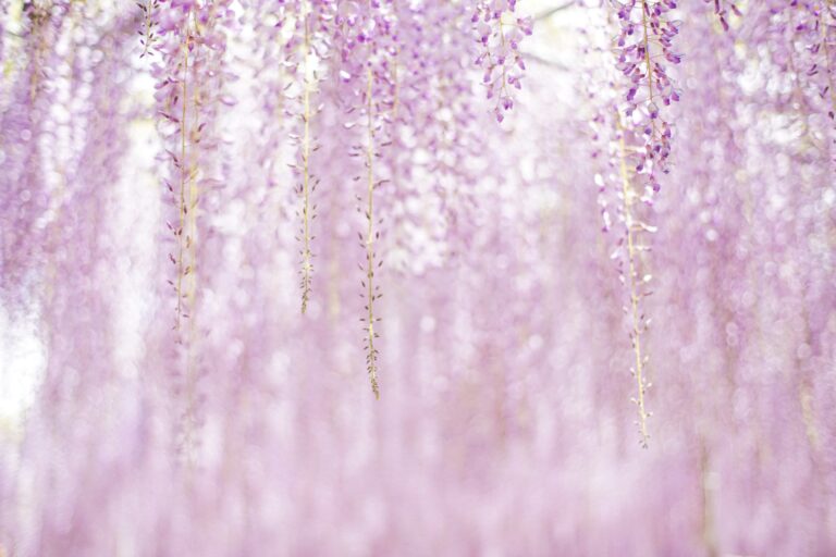 Is blauwe regen giftig (Wisteria)?