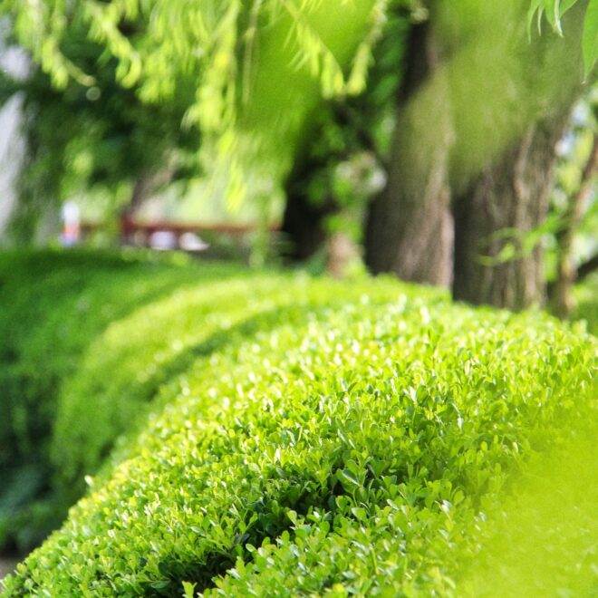 Maak je tuin in een handomdraai een stukje groener