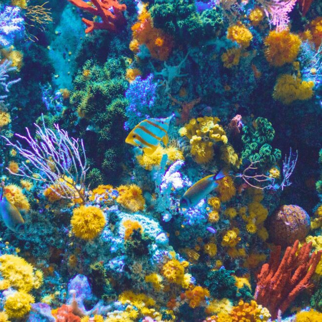 De positieve invloed van een aquarium op je humeur en welzijn