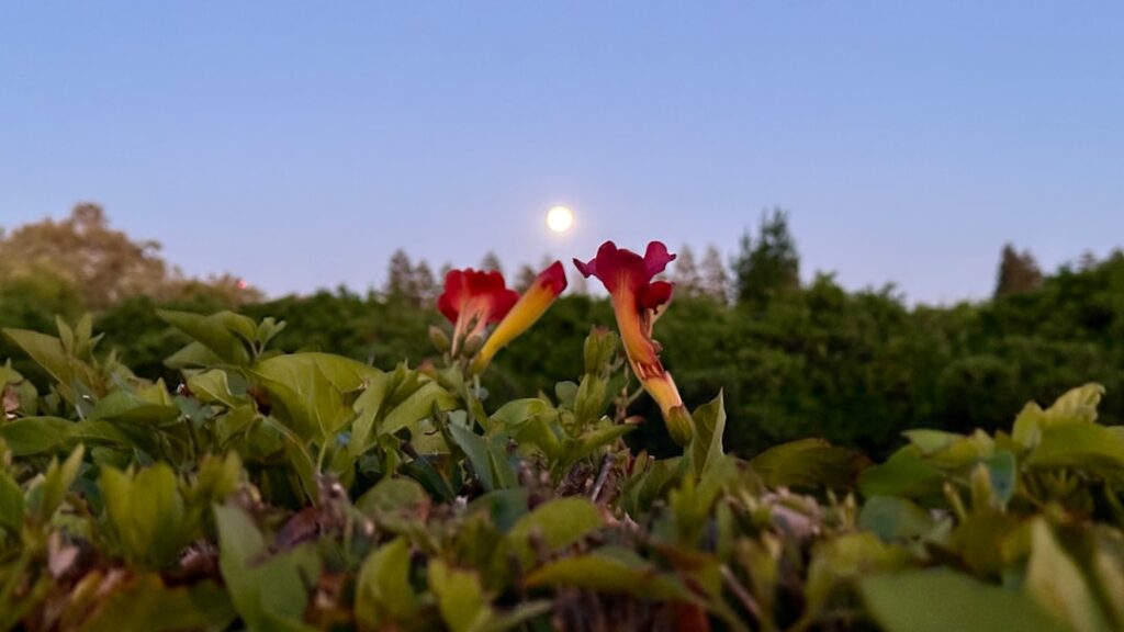 fullmoon from a garden