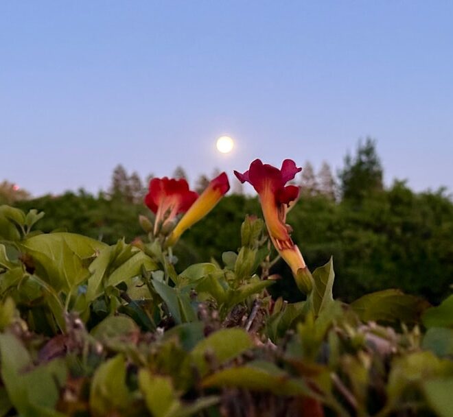 Tuinieren met de maan: optimale groei volgens maanfasen