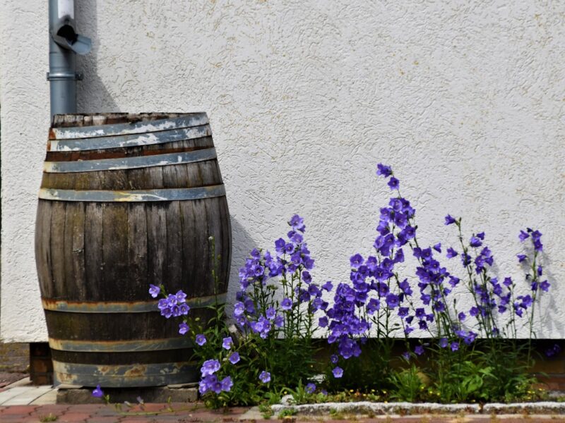 Blue Flowers in front of a cement wall