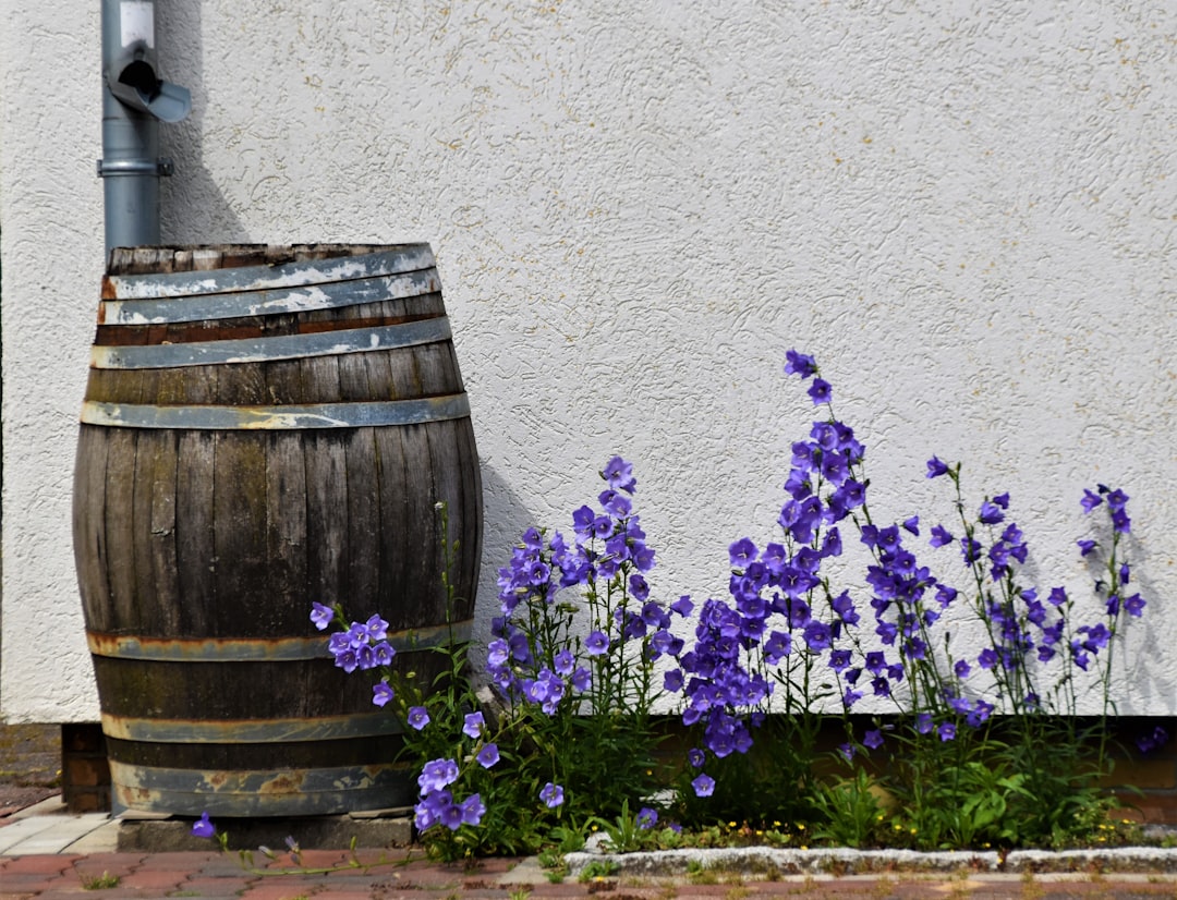Blue Flowers in front of a cement wall