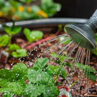 Using a watering can to give strawberry plants water.