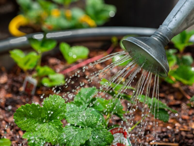 Using a watering can to give strawberry plants water.