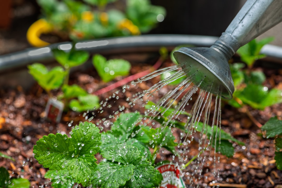 Using a watering can to give strawberry plants water.