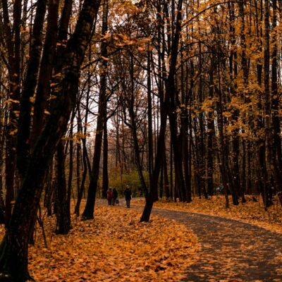 Persoon wandelt in de herfstzon door een park vol gekleurde bladeren