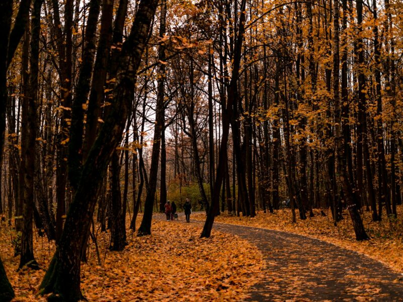 Persoon wandelt in de herfstzon door een park vol gekleurde bladeren