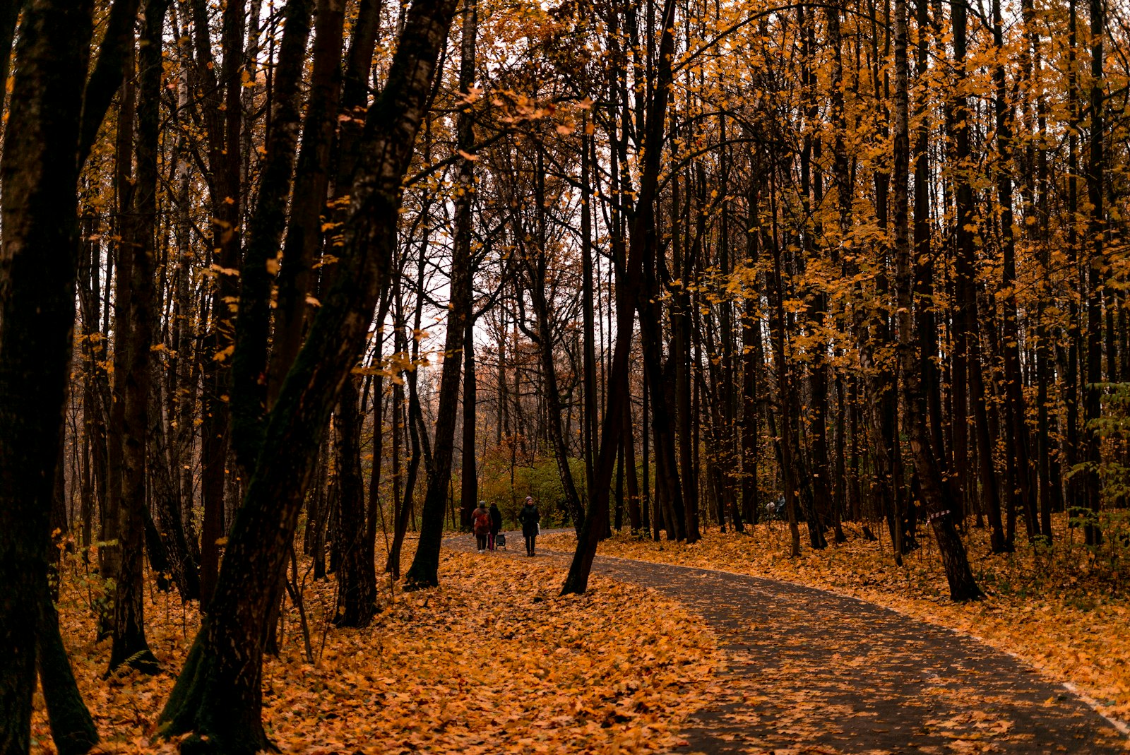 Persoon wandelt in de herfstzon door een park vol gekleurde bladeren
