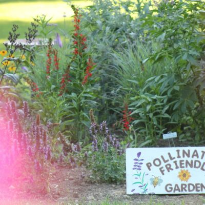 Groep oudere vrijwilligers aan het werk in een buurttuin