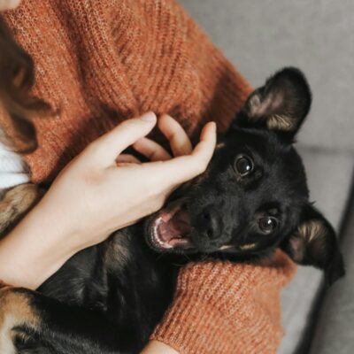 Hand die een ontspannen hond aait op een bank in de woonkamer