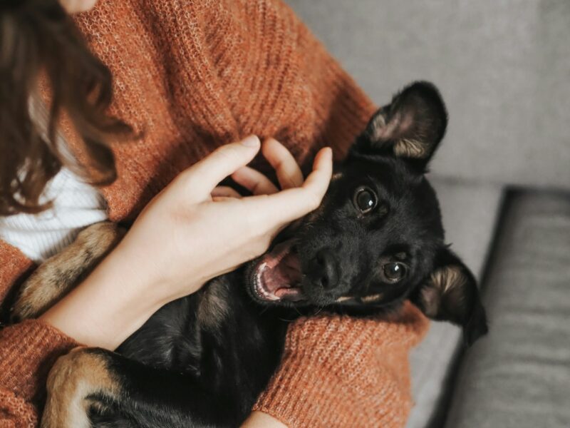 Hand die een ontspannen hond aait op een bank in de woonkamer