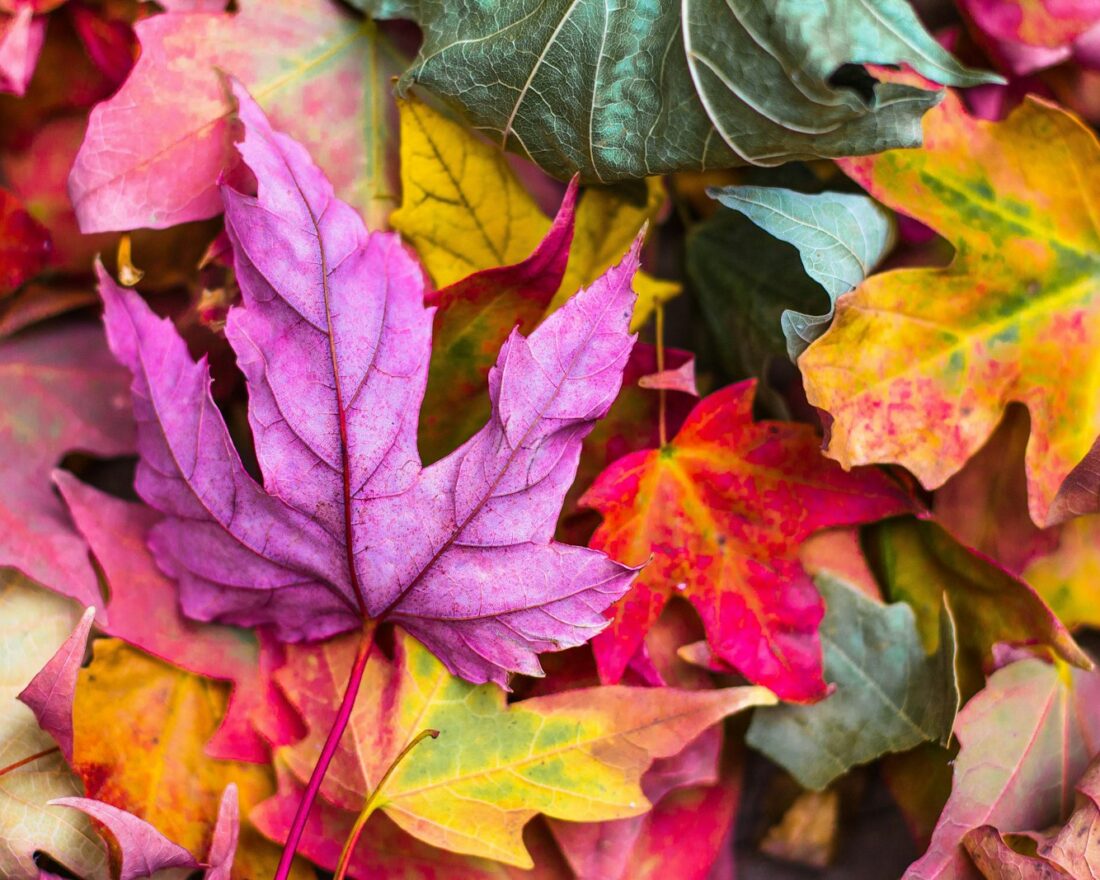 Herfstbladeren van een esdoorn die rood en oranje kleuren