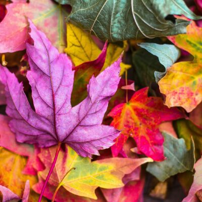 Herfstbladeren van een esdoorn die rood en oranje kleuren