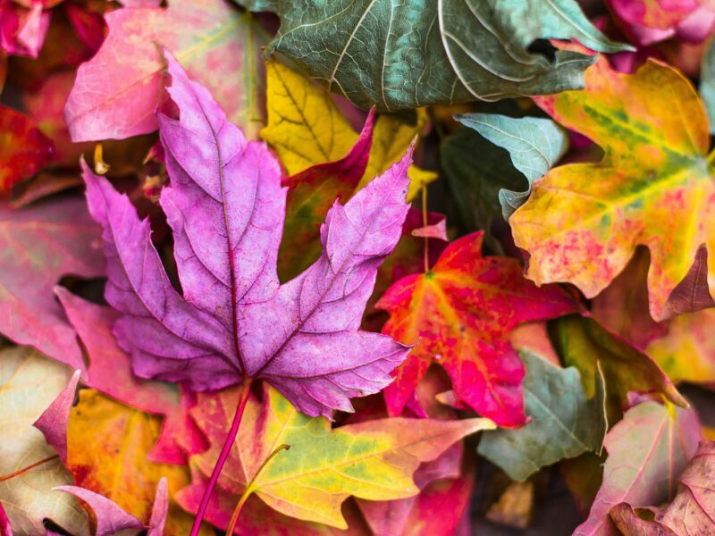 Herfstbladeren van een esdoorn die rood en oranje kleuren