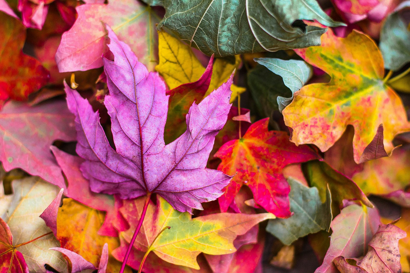 Herfstbladeren van een esdoorn die rood en oranje kleuren